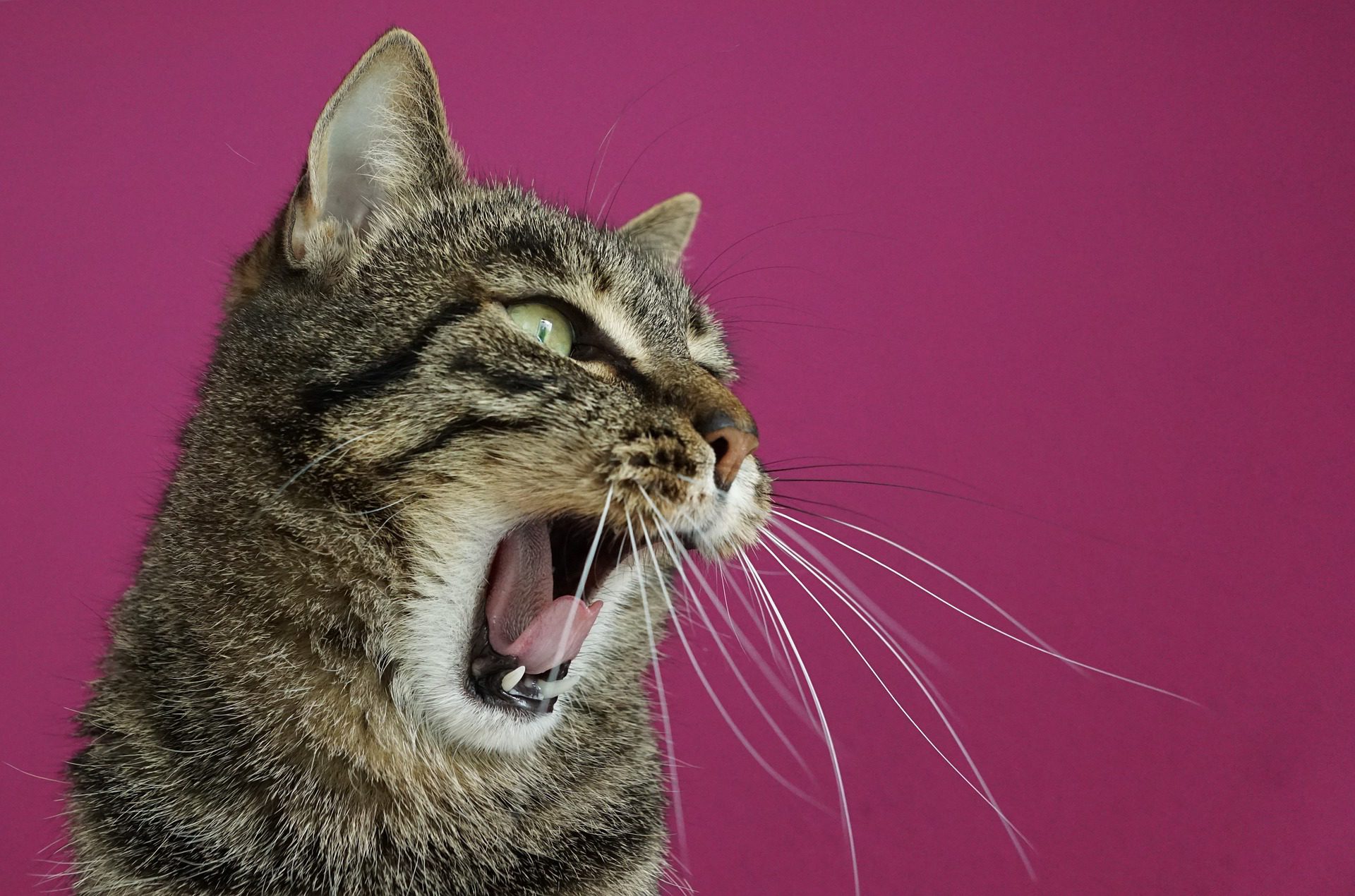 Scarf and Barf: When Your Cat Eats Too Quickly | the meowing vet