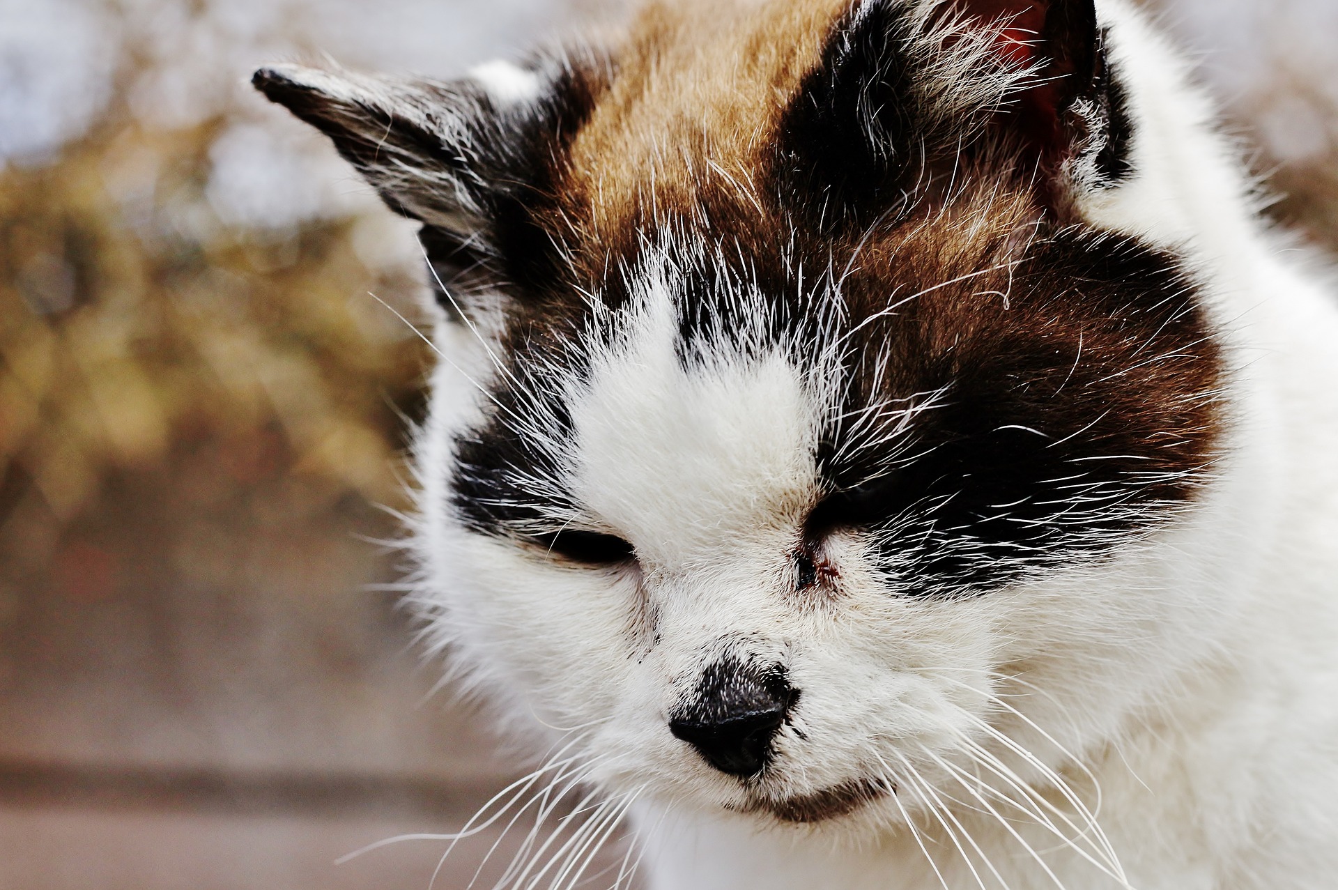 Kitty Colds: Feline Upper Respiratory Infection (URI) – The Meowing Vet ...