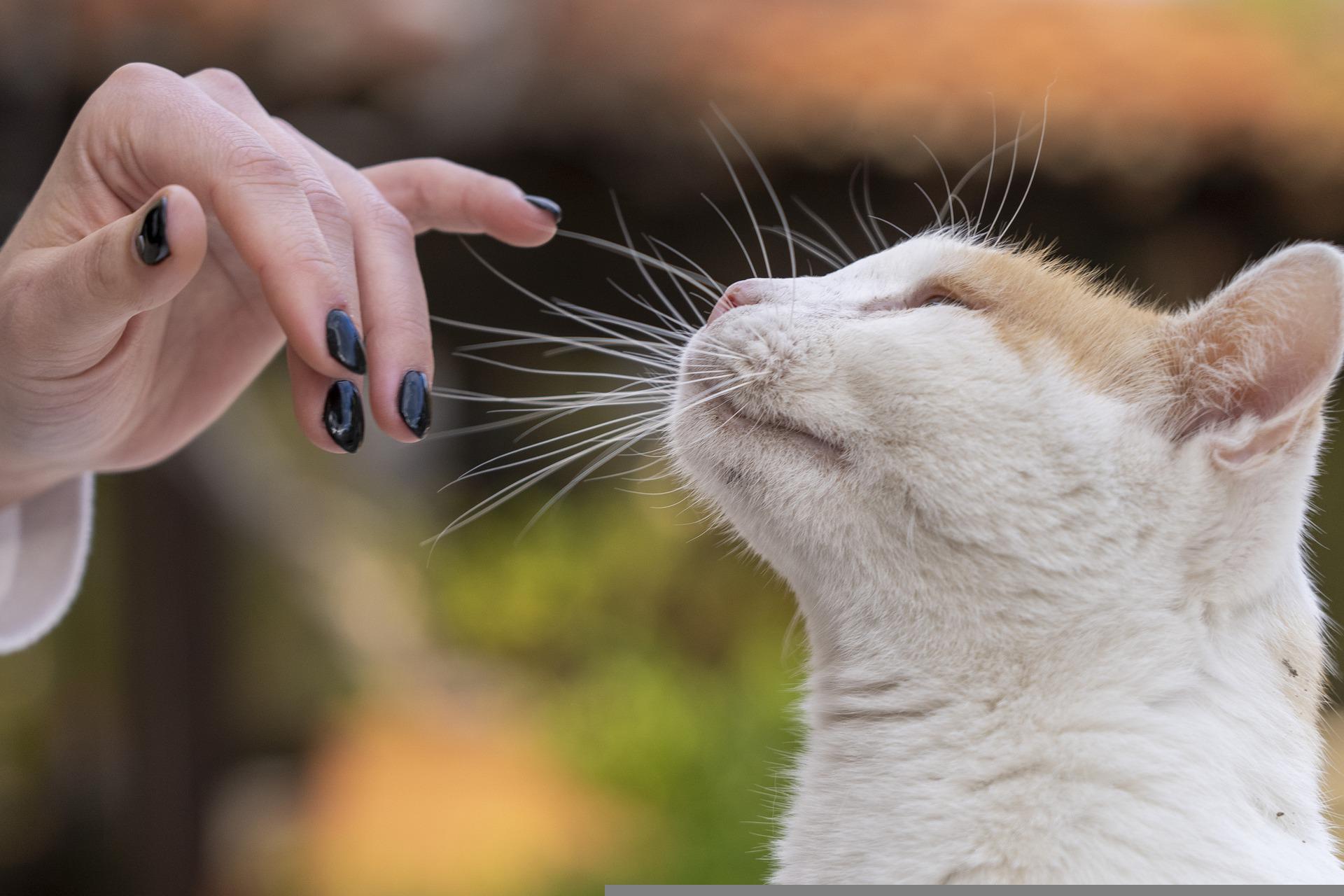 Cat touch. Кошачьи звуки. Популярность кошек. Touch the Cat.