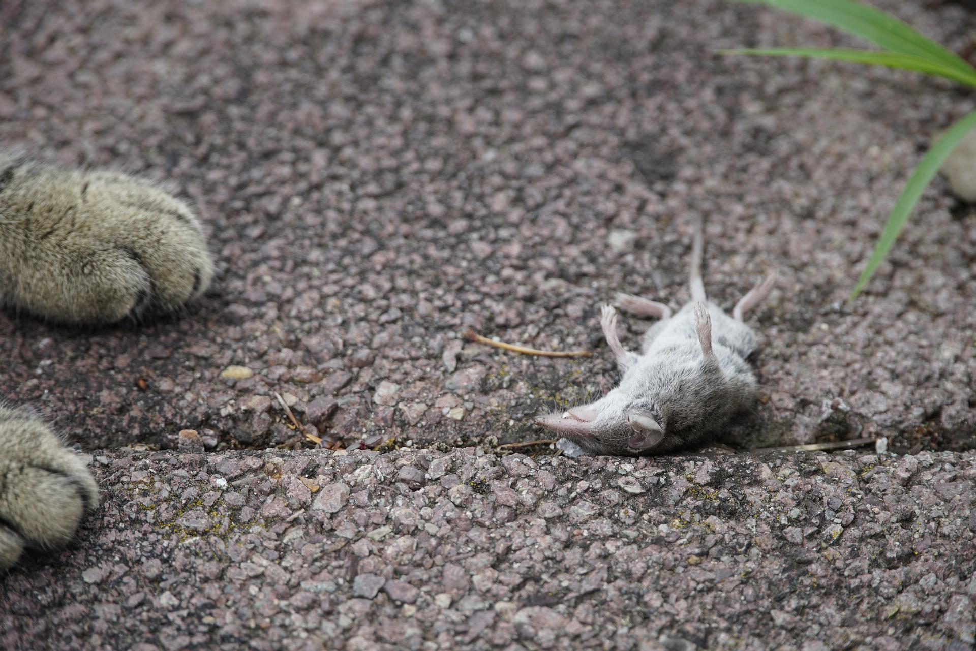 Why Do Cats Bring You Dead Animals? a collaboration with Great Pet