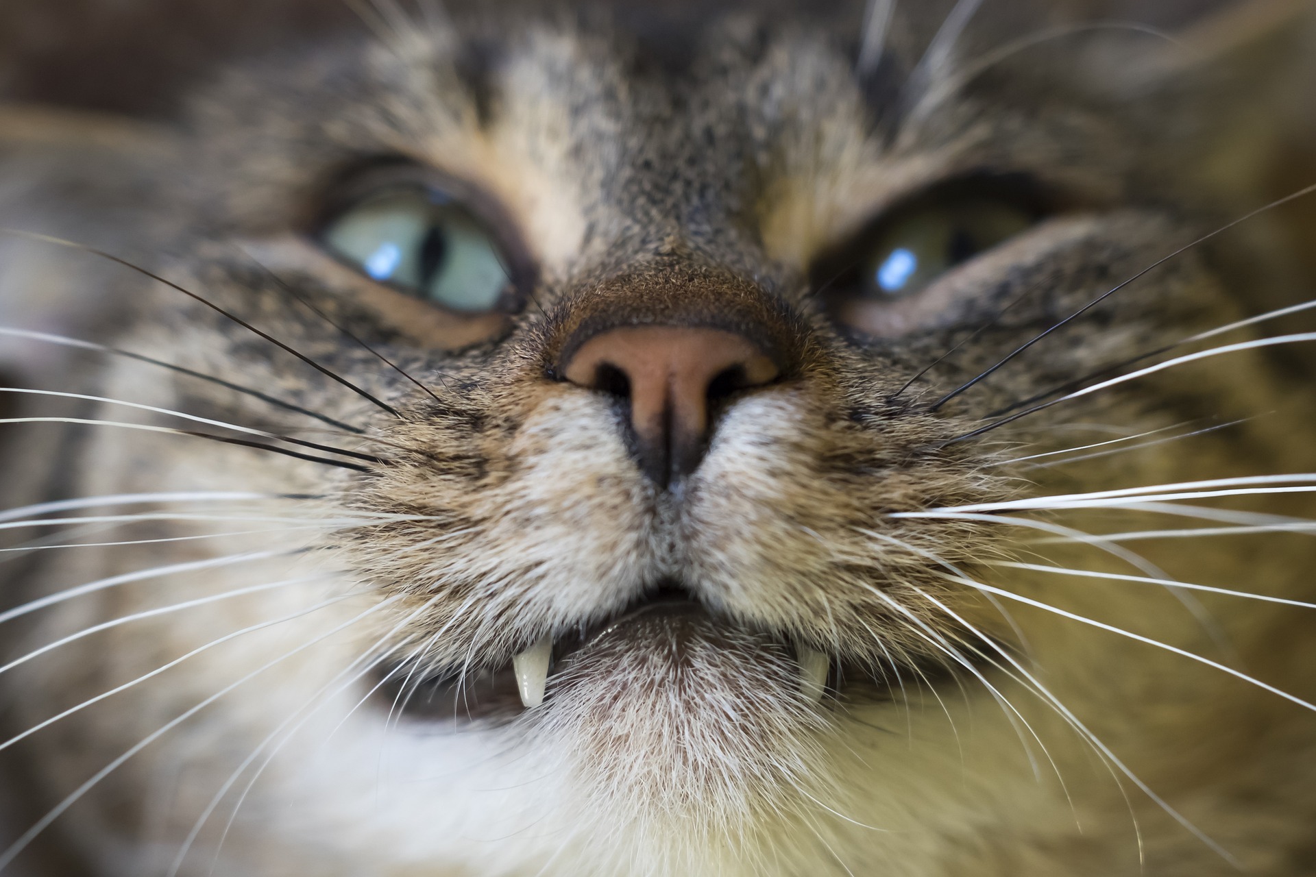 Cat Dental Cleaning Procedure, Costs, and What to Expect a