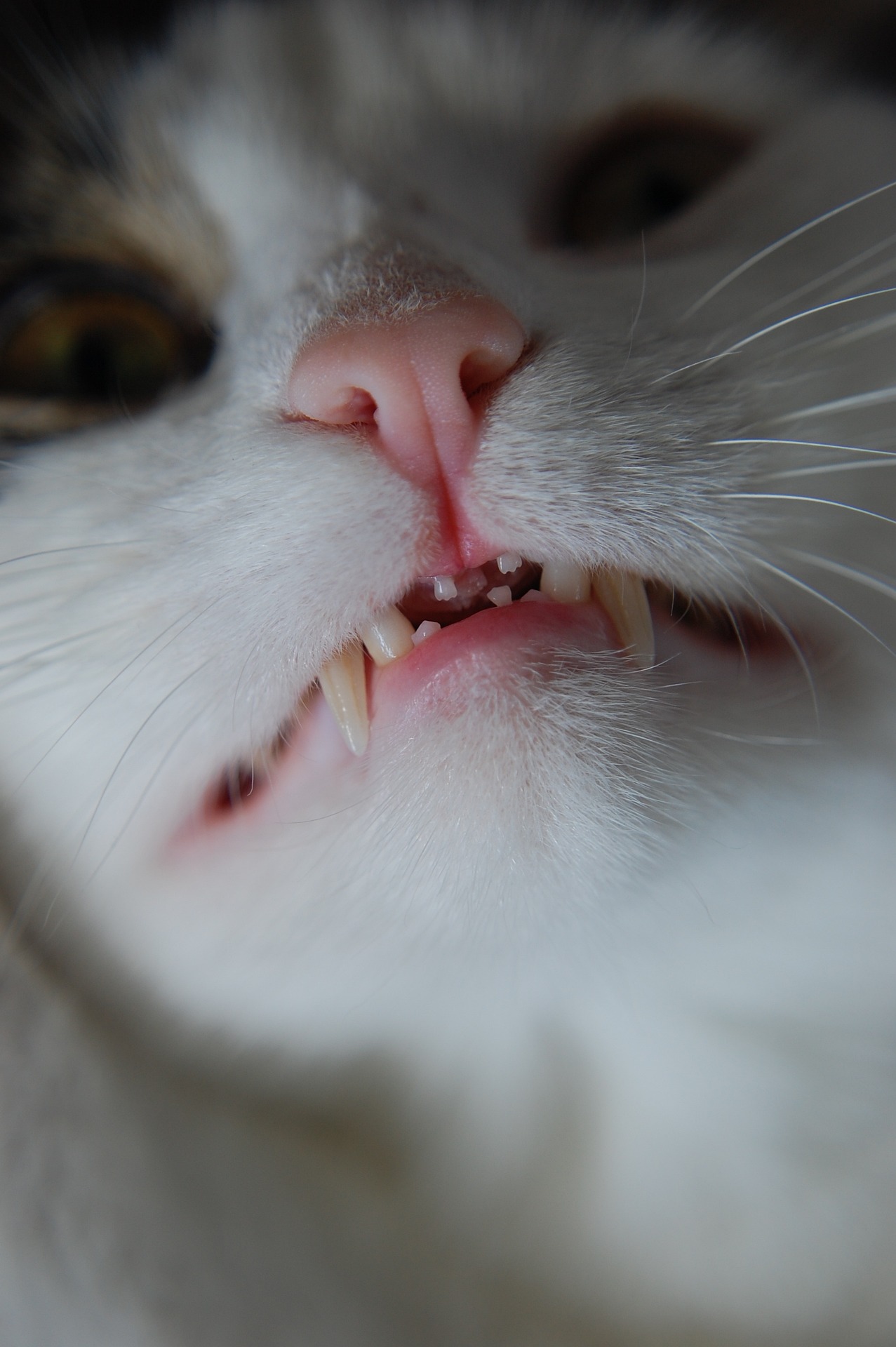 Cat Dental Cleaning Procedure, Costs, and What to Expect a